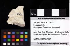 Foto (Objket + Etiketten) von Decapoda indet. 